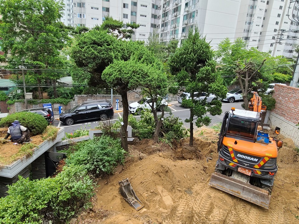 2022년 6월 서울 청담동 거주 시민 A씨가 영동군에 기증할 나무를 이식하기 위한 작업장면 (사진=기증자 A씨 제공)