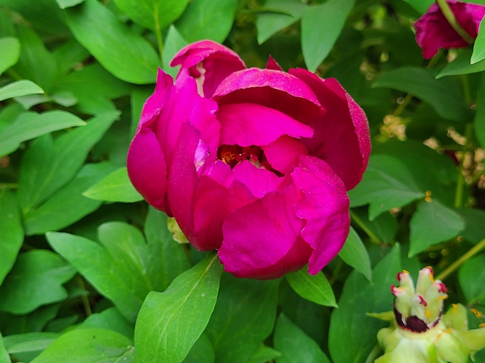 A씨가 기증한 목단나무에서 핀 모란꽃망울 (사진 : 기증자 A씨 제공)