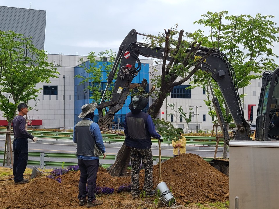 2022년 6월 7일 영동군이 운영하는 레인보우 힐링관광지 내 부지에 서울시민 A씨가 기증한 조경수에 대한 이식작업이 진행됐다. (사진제공=기증자 A씨) 