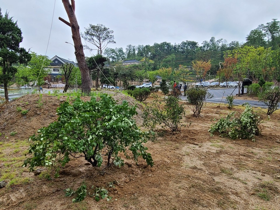 2022년 6월 7일 이식작업을 마친 뒤 기증자 A씨가 촬영한 현장 전경 (사진제공=기증자 A씨)