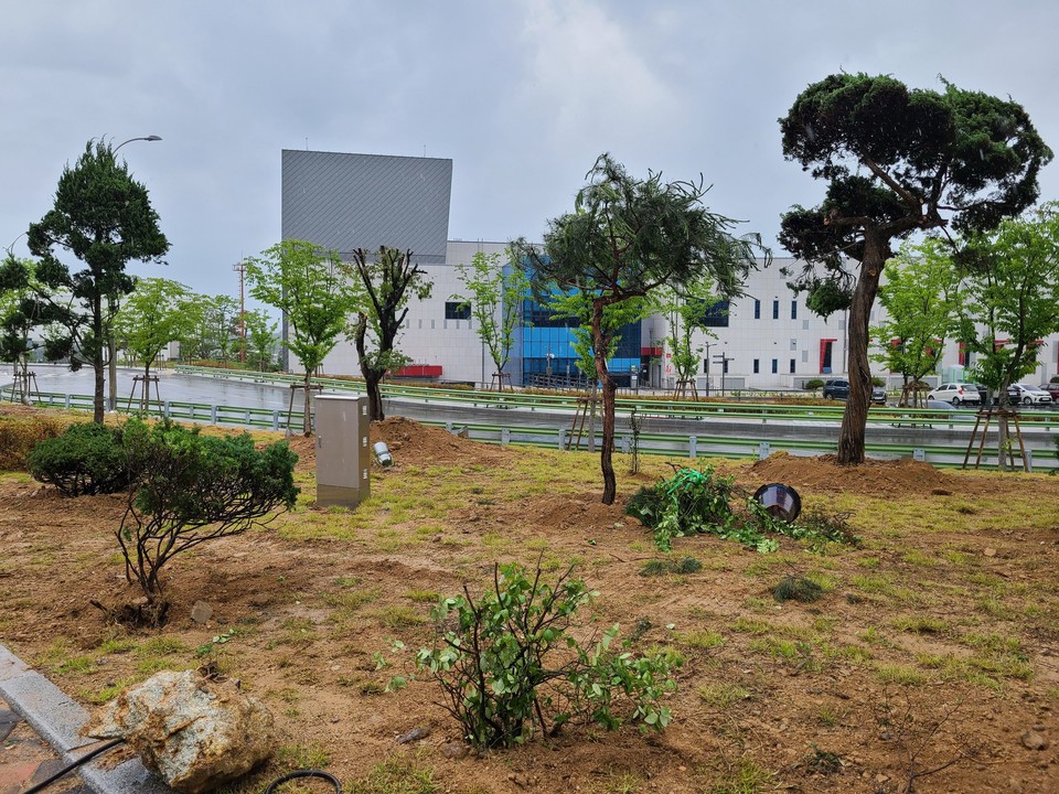 지난 21일 강성규 영동군 부군수는 브리핑을 통해 "보도된 조경석, 조경수목 관리 소홀과 관련하여 군민여러분께 심려를 끼쳐드린 점 매우 유감스럽게 생각한다"라고 사과했다. (사진제공=조경수 기증시민)