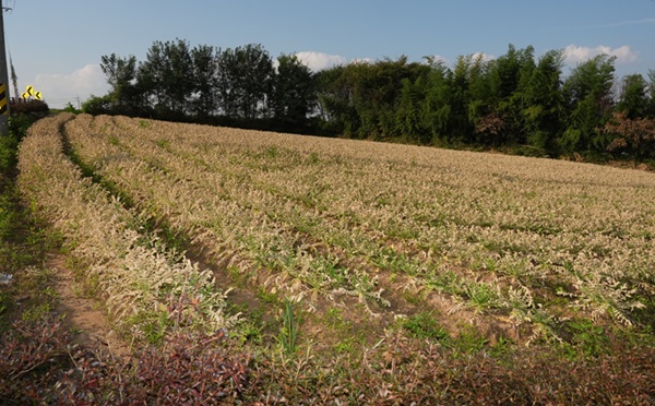 지난 달  발생한 음성군 대소면 소재 진양에너지 화학물질 누출사고로 인근 에 소재한  농지에서 경작하던 무우가 타들어가고 있다. (사진제공=음성타임즈)