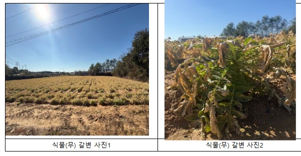 지난 달 발생한 음성군 대소면 진양에너지 화학물질 누출 사고로 주변 농작물이 고사했다.