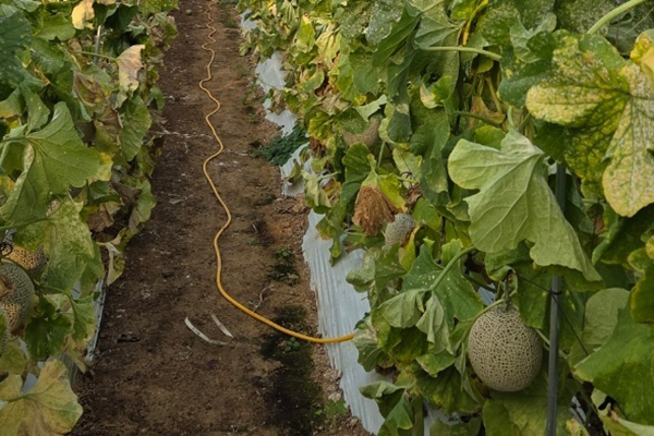 화학물질 누출사고로 죽어가고 있는 비낼하우스 시설 내 멜론 모습