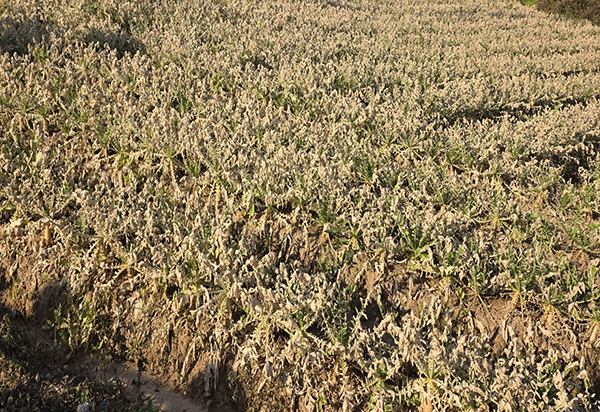 누렇게 말라 죽어가고 있는 무우밭 모습