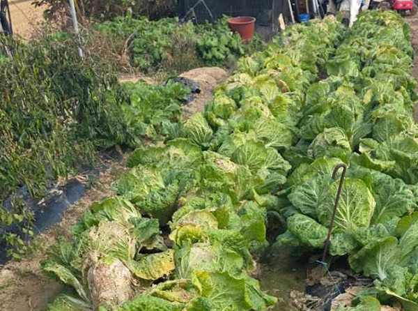 배추도 겉이 말라가고 있다.