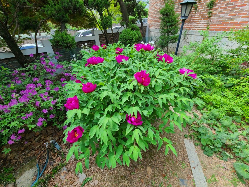 사라진 억대의  목단나무